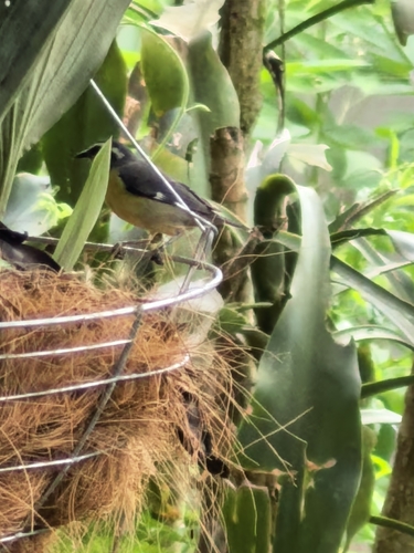 Bananaquit