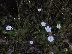 Minuartia