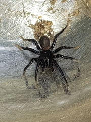 Hadronyche modesta
