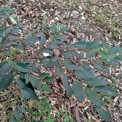 Breynia oblongifolia