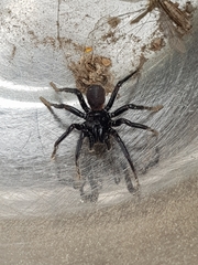 Hadronyche modesta