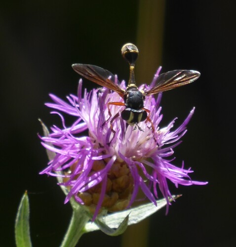 Waisted Beegrabber, Noordoostelijk van Schaarsbergen, Arnhem, Netherlands, photo 8 of 10