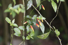 Justicia floribunda, photograph (c) Michel Pick, some rights reserved (CC BY)