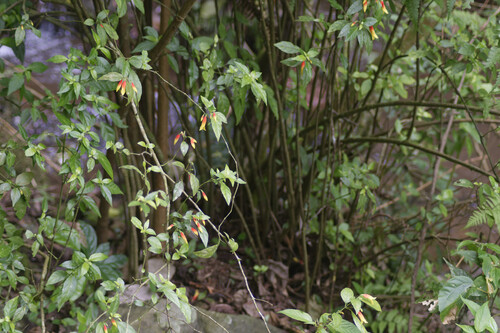 Justicia floribunda, photograph 4