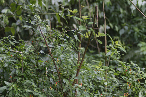 Justicia floribunda, photograph 5