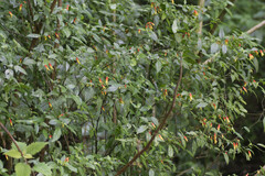Justicia floribunda