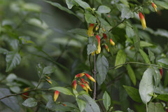 Justicia floribunda, photograph (c) Michel Pick, some rights reserved (CC BY)