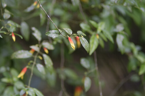 Justicia floribunda, photograph 1
