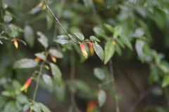 Justicia floribunda, photograph (c) Michel Pick, some rights reserved (CC BY)