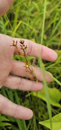 Lysimachia quadriflora, photograph 2