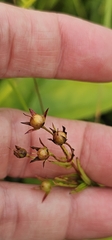 Lysimachia quadriflora, photograph author not stated, no rights reserved