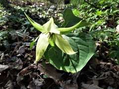 Trillium erectum erectum