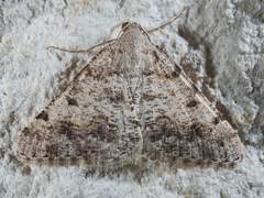 Digrammia pallidata