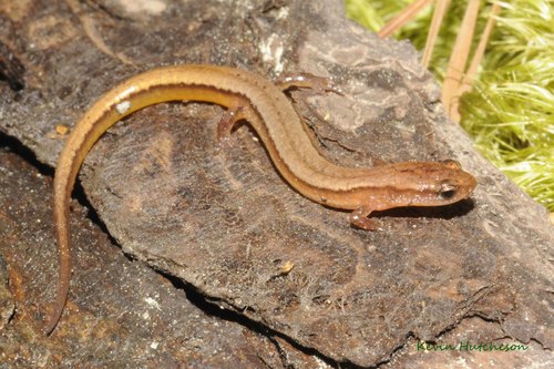 Chamberlain's Dwarf Salamander