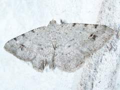 Digrammia pallidata