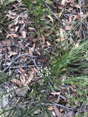 Platysace linearifolia