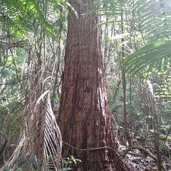 Eucalyptus microcorys