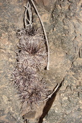 Copiapoa atacamensis