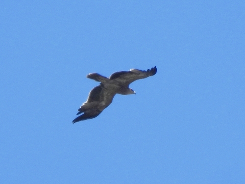 Imperial Eagle