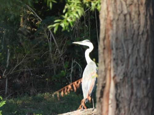 Grey Heron