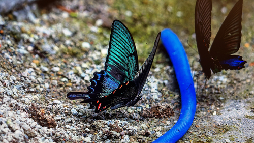 Alpine Black Swallowtail