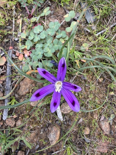 Romulea hantamensis