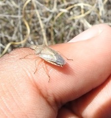 Oebalus