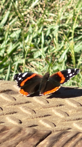 Red Admiral