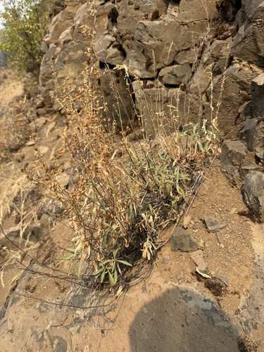Penstemon deustus, 2026-08-07