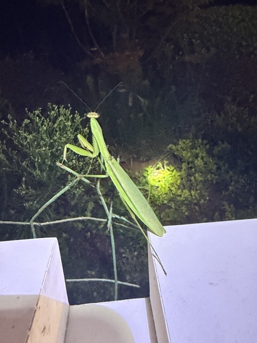 Chinese Mantis