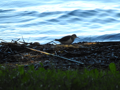 Common Sandpiper
