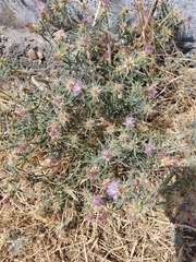 Centaurea calcitrapa, photograph (c) James Cunningham, some rights reserved (CC BY)