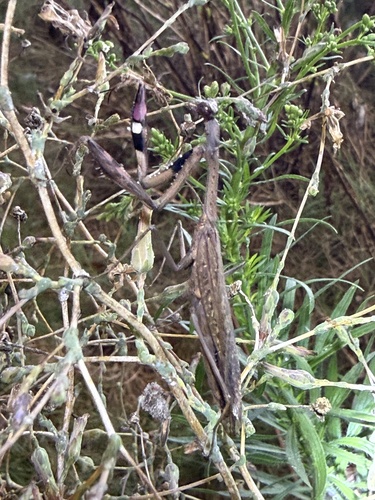 Asian Jumping Mantis