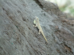 Anolis distichus