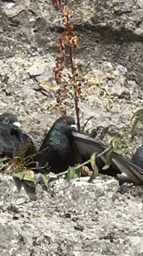 Feral Pigeon