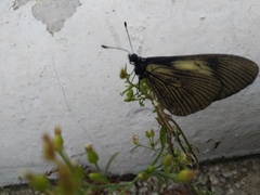 Altinote ozomene nox