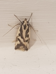 Epithymema incomposita