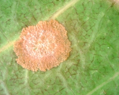 Cephaleuros virescens