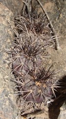 Copiapoa atacamensis