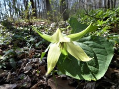 Trillium erectum erectum