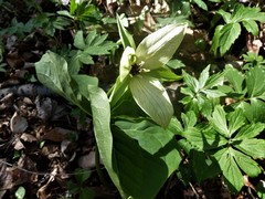 Trillium erectum erectum