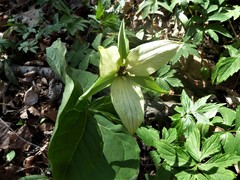 Trillium erectum erectum
