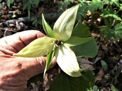 Trillium erectum erectum