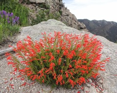 Penstemon — photo 2
