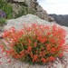 Penstemon — photo 2