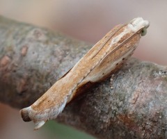 Pseudexentera costomaculana