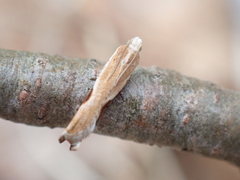 Pseudexentera costomaculana