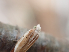 Pseudexentera costomaculana