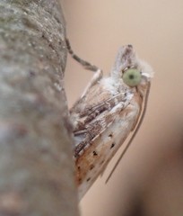 Pseudexentera costomaculana