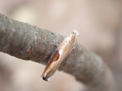 Pseudexentera costomaculana